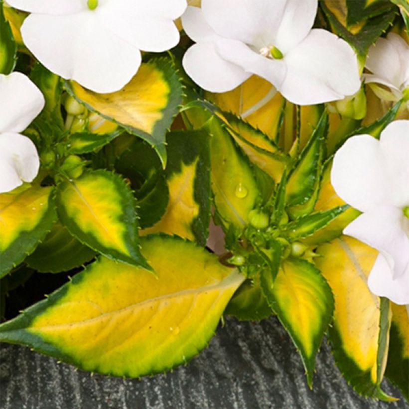 Sonnenlieschen SunPatiens Vigorous White Variegated - Impatiens (Laub)