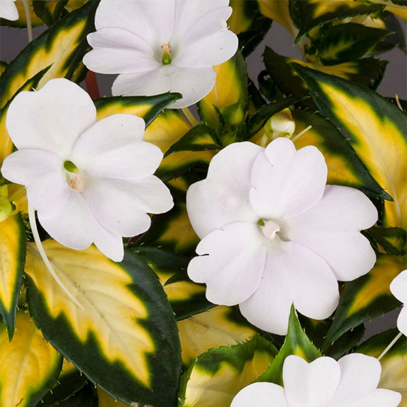 Sonnenlieschen SunPatiens Vigorous White Variegated - Impatiens (Blüte)