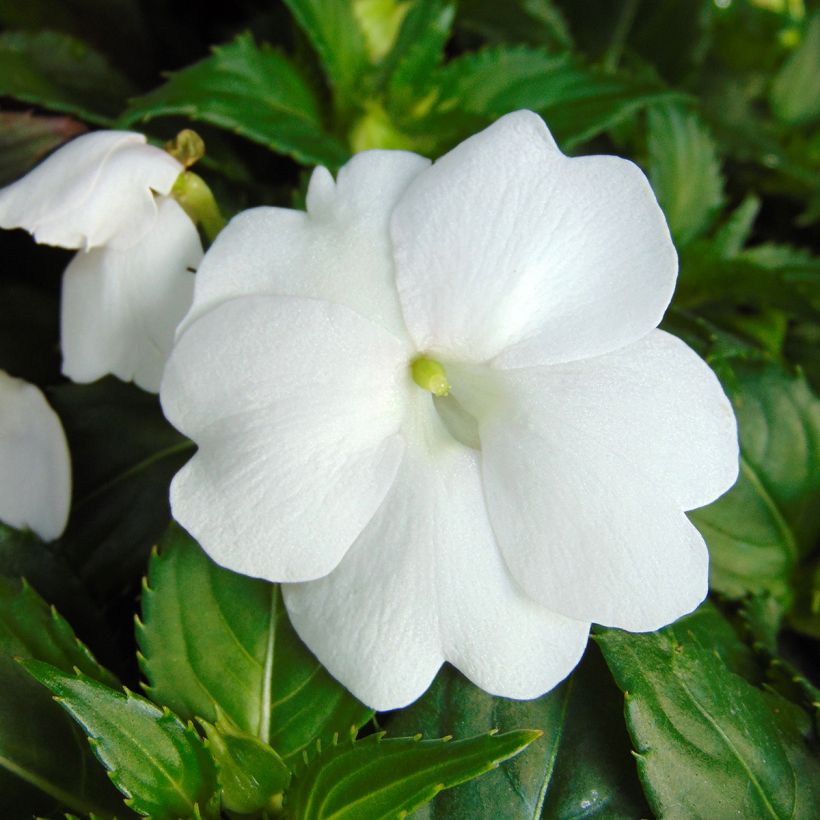 Sonnenlieschen Sunpatiens Compact Blanc - Impatiens (Blüte)