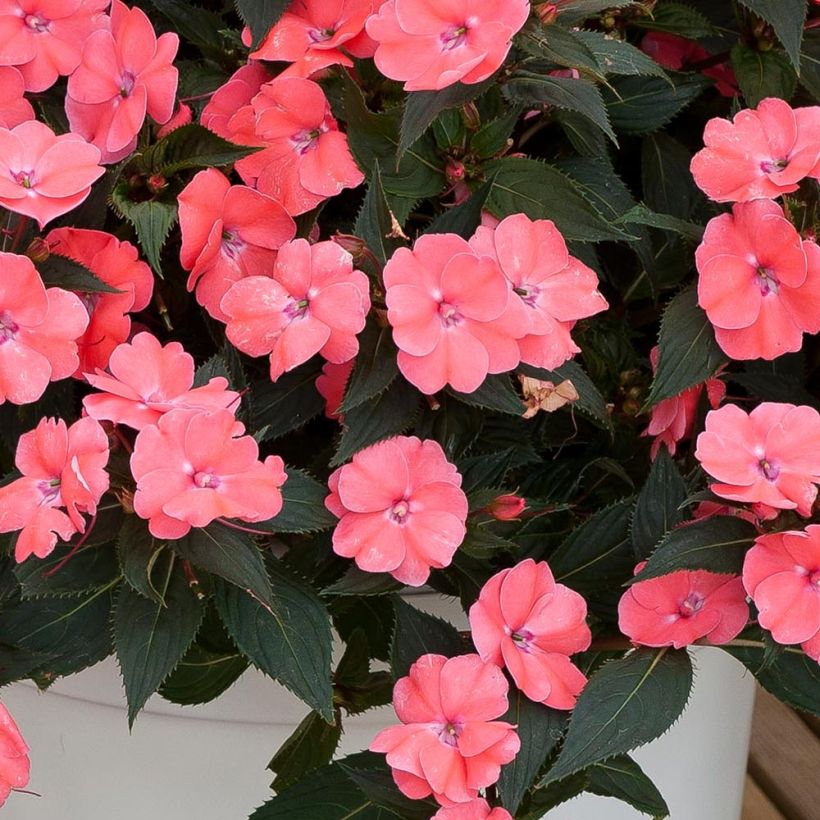 Sonnenlieschen SunPatiens Vigorous Pink Pearl - Impatiens (Laub)