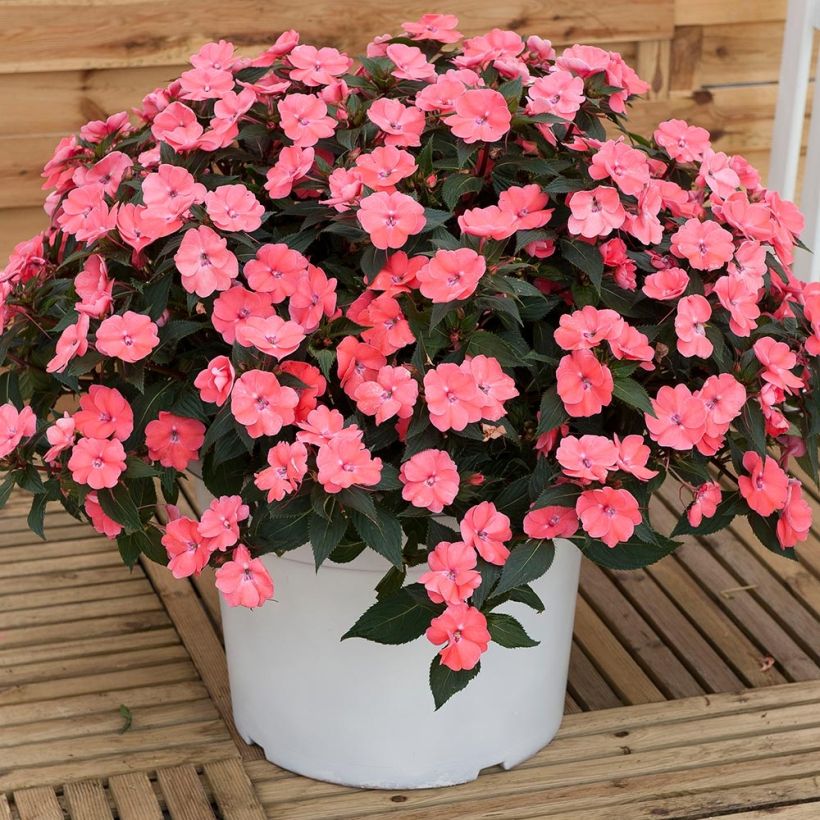 Sonnenlieschen SunPatiens Vigorous Pink Pearl - Impatiens (Hafen)