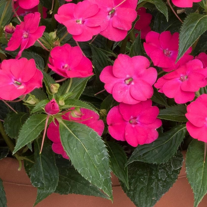 Sonnenlieschen SunPatiens Vigorous Rose Pink - Impatiens (Laub)