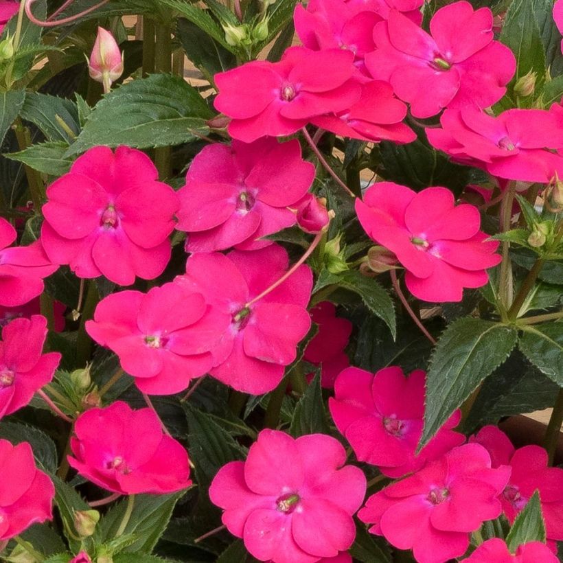 Sonnenlieschen SunPatiens Vigorous Rose Pink - Impatiens (Blüte)