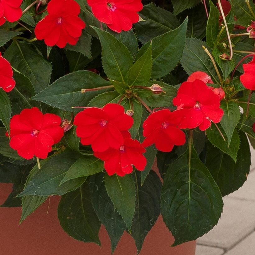 Sonnenlieschen SunPatiens Vigorous Scarlet - Impatiens (Laub)