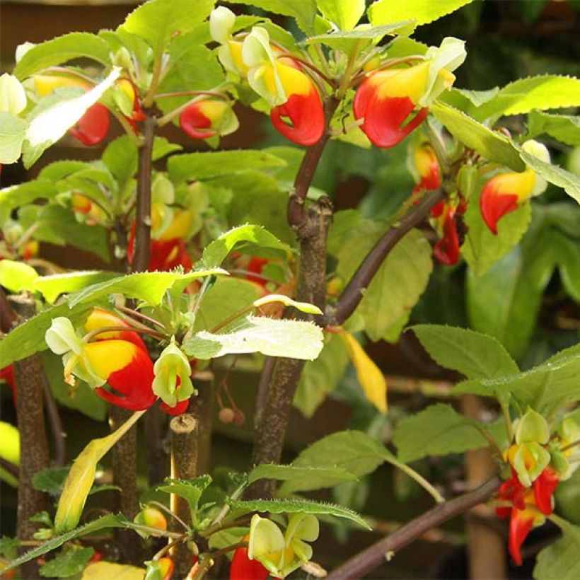 Impatiens niamniamensis - Springkraut (Blüte)