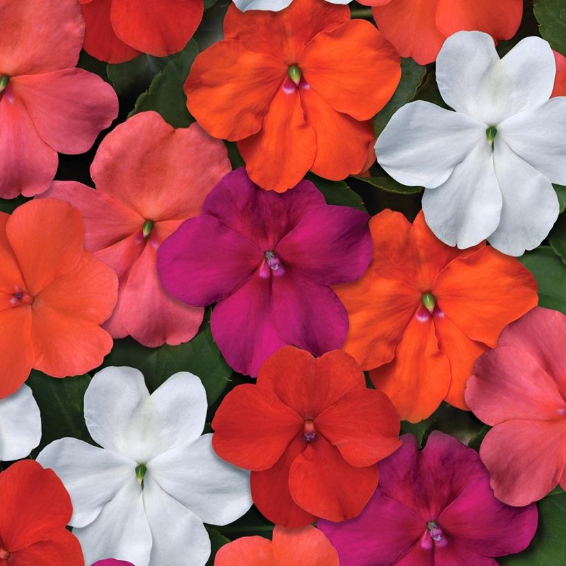 Fleißige Lieschen Beacon Mix - Impatiens walleriana (Blüte)