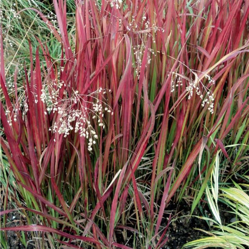 Imperata cylindrica Red Baron - Alang-Alang-Gras (Hafen)