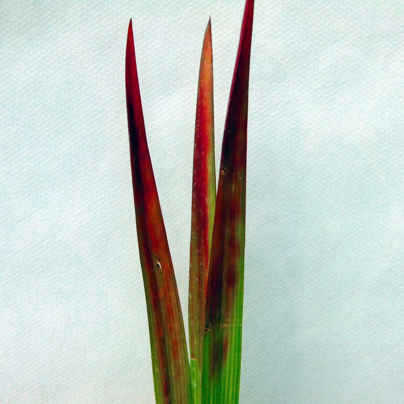 Imperata cylindrica Red Baron - Alang-Alang-Gras (Laub)