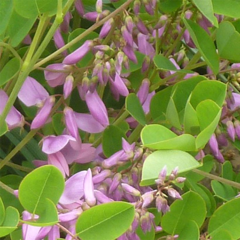 Indigofera kirilowii - Kirilows Indigostrauch (Blüte)