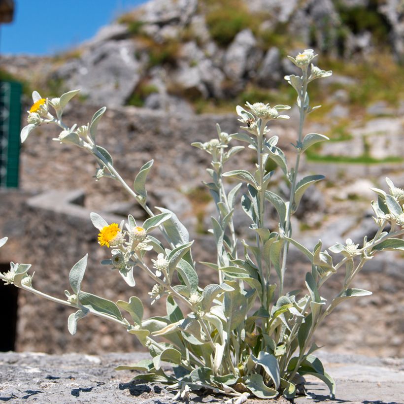 Inula candida subsp. verbascifolia - Alant (Hafen)