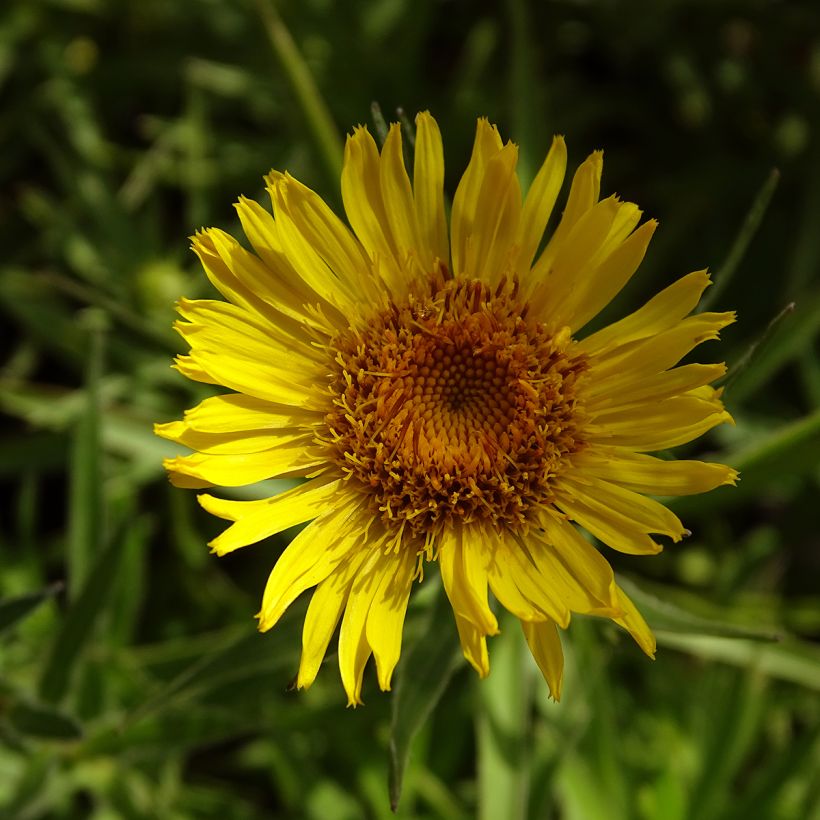 Inula ensifolia - Schwert-Alant (Blüte)