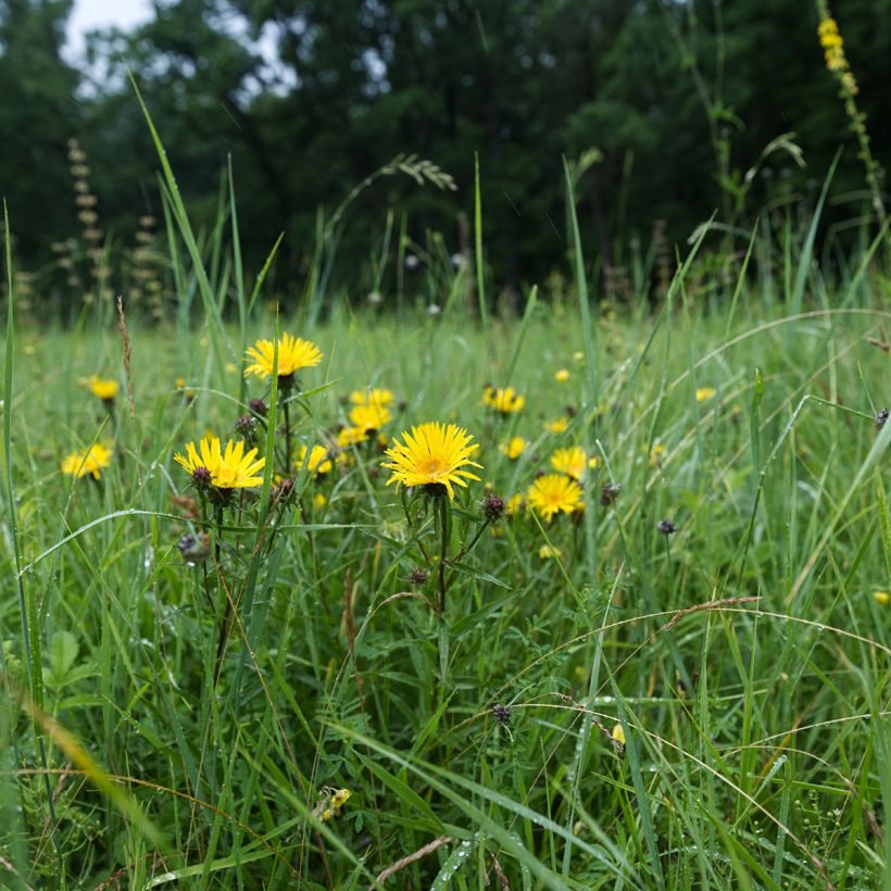 Inula ensifolia - Schwert-Alant (Hafen)