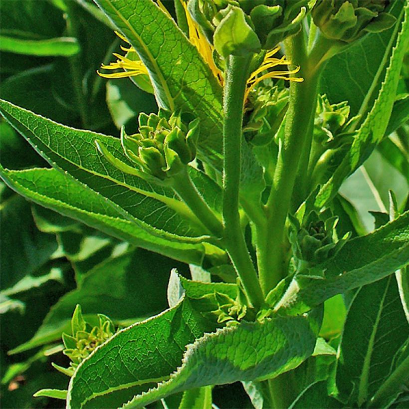 Inula helenium - Echter Alant (Laub)