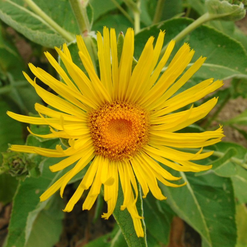 Inula orientalis - Orientalischer Alant (Blüte)