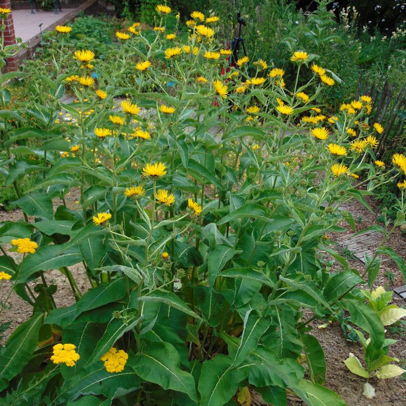 Inula orientalis - Orientalischer Alant (Hafen)