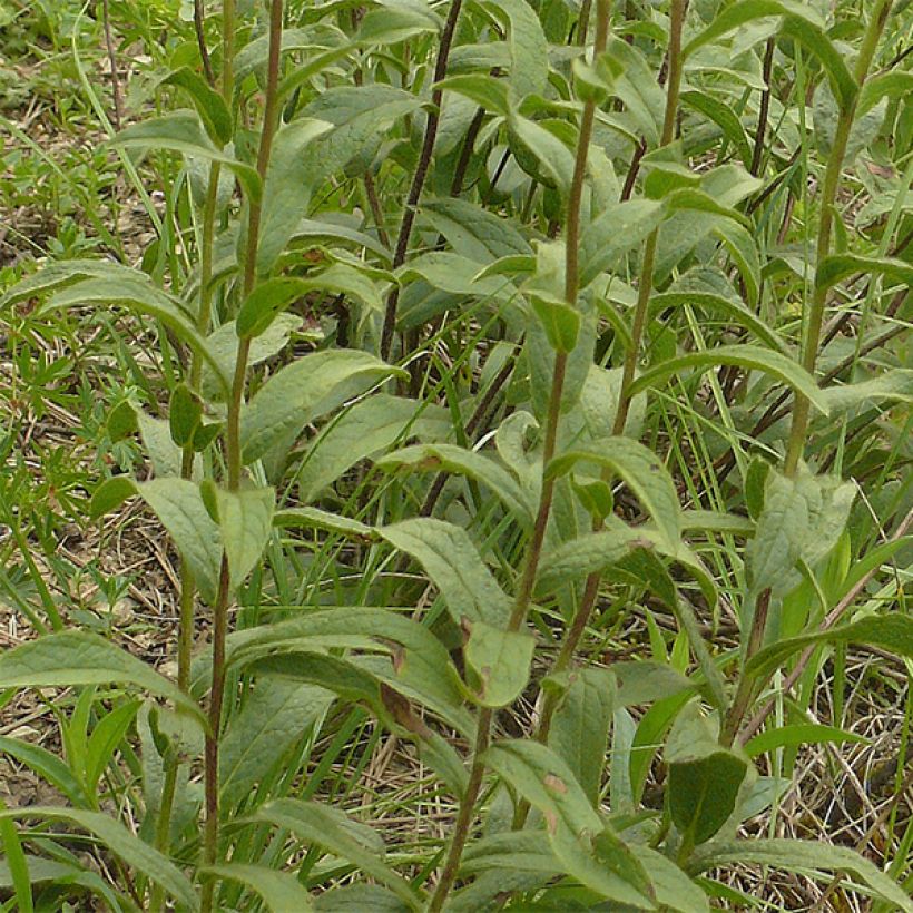 Inula racemosa Sonnenspeer - Traubiger Alant (Laub)