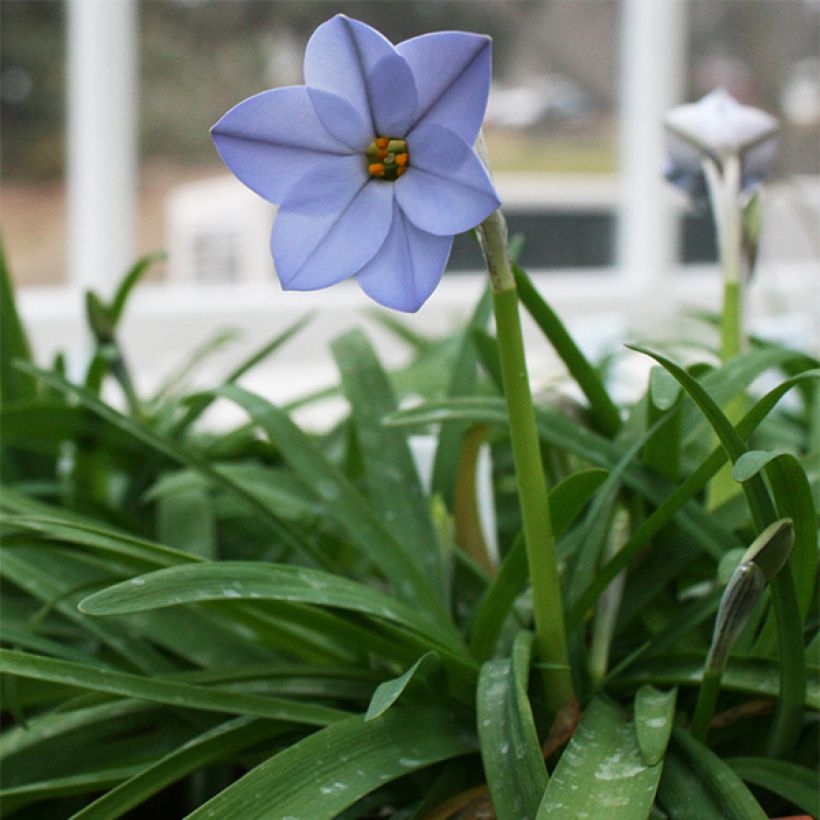 Ipheion uniflorum Rolf Fiedler - Frühlingsstern (Hafen)