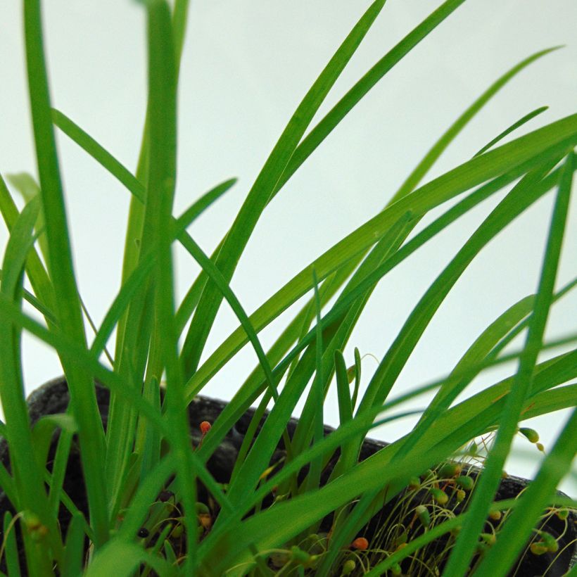 Ipheion uniflorum - Frühlingsstern (Laub)