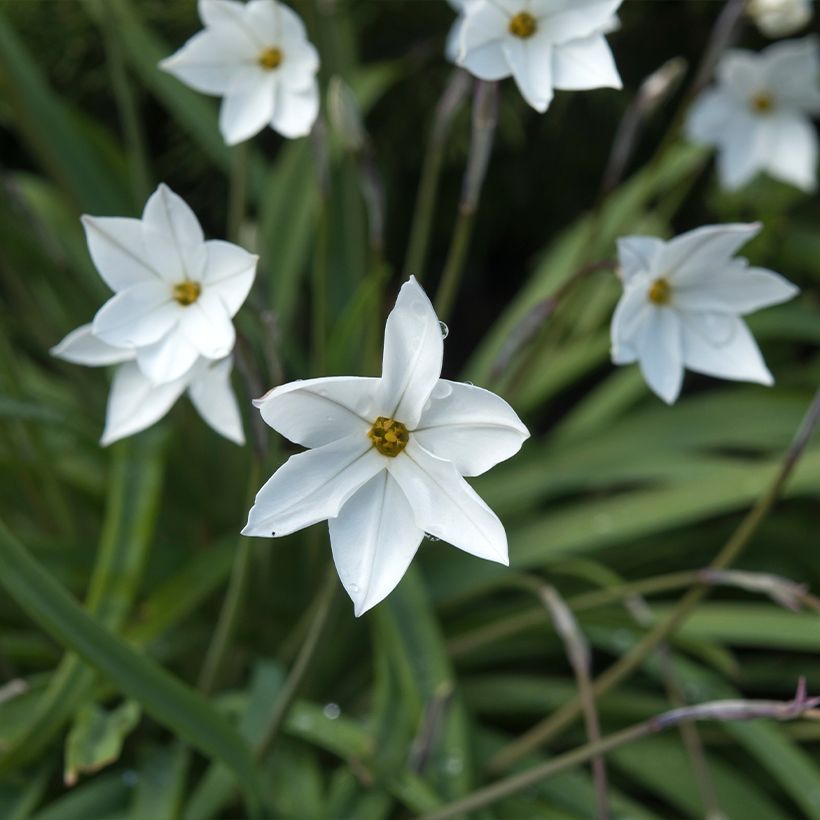 Ipheion uniflorum Alberto Castillo - Etoile de printemps (Blüte)