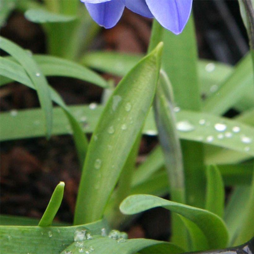 Ipheion uniflorum Jessie - Frühlingsstern (Laub)