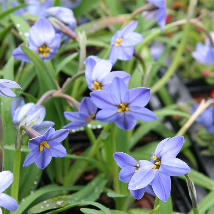 Ipheion uniflorum Jessie - Frühlingsstern (Blüte)