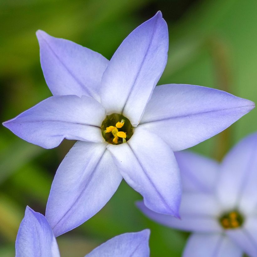 Ipheion uniflorum Wisley Blue - Frühlingsstern (Blüte)