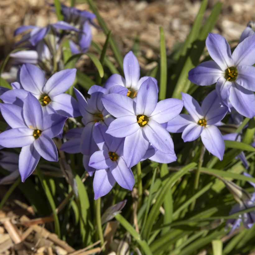 Ipheion uniflorum Wisley Blue - Frühlingsstern (Hafen)