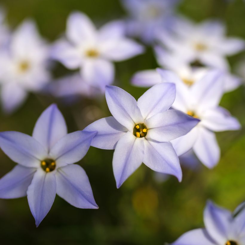 Ipheion uniflorum - Frühlingsstern (Blüte)