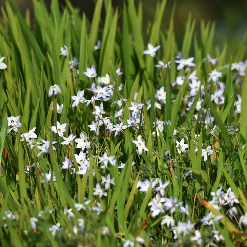 Ipheion uniflorum - Frühlingsstern (Hafen)