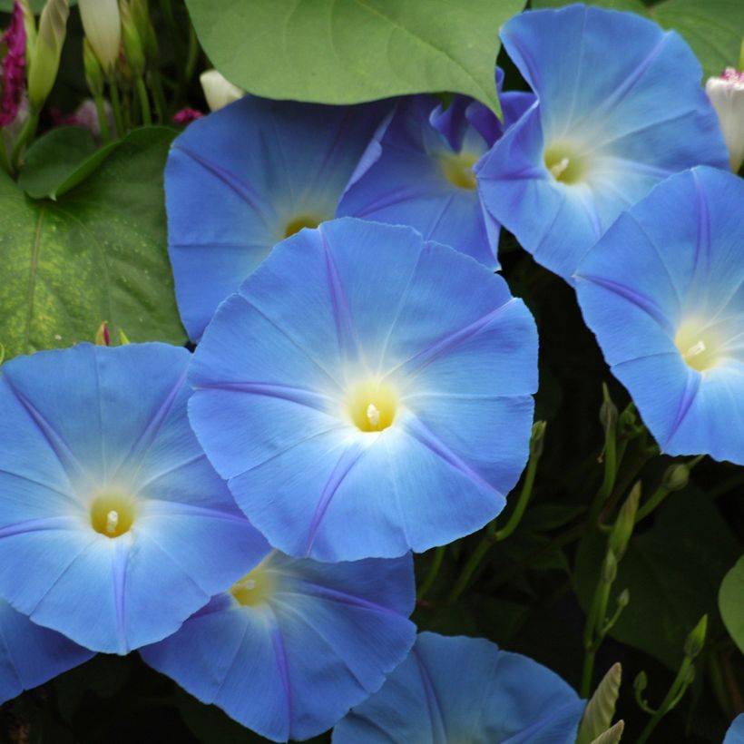 Ipomoea tricolor Heavenly Blue (Samen) - Prunkwinde (Blüte)