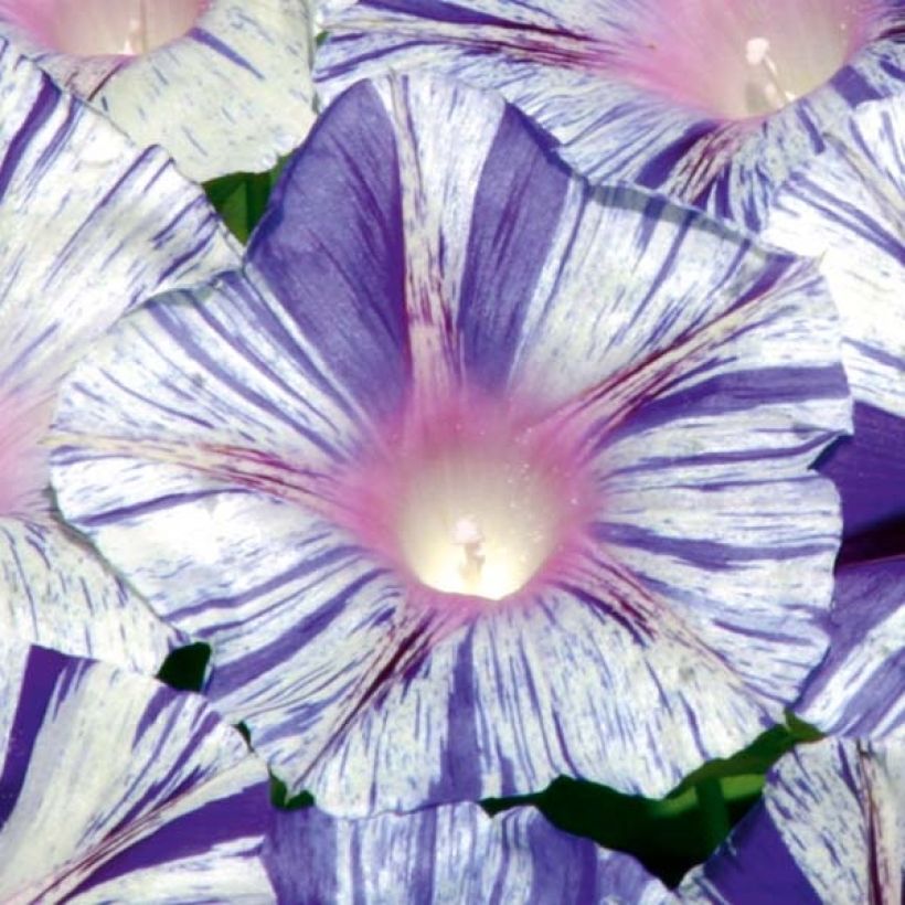 Ipomoea purpurea Venice blue (Samen) - Prunkwinde (Blüte)