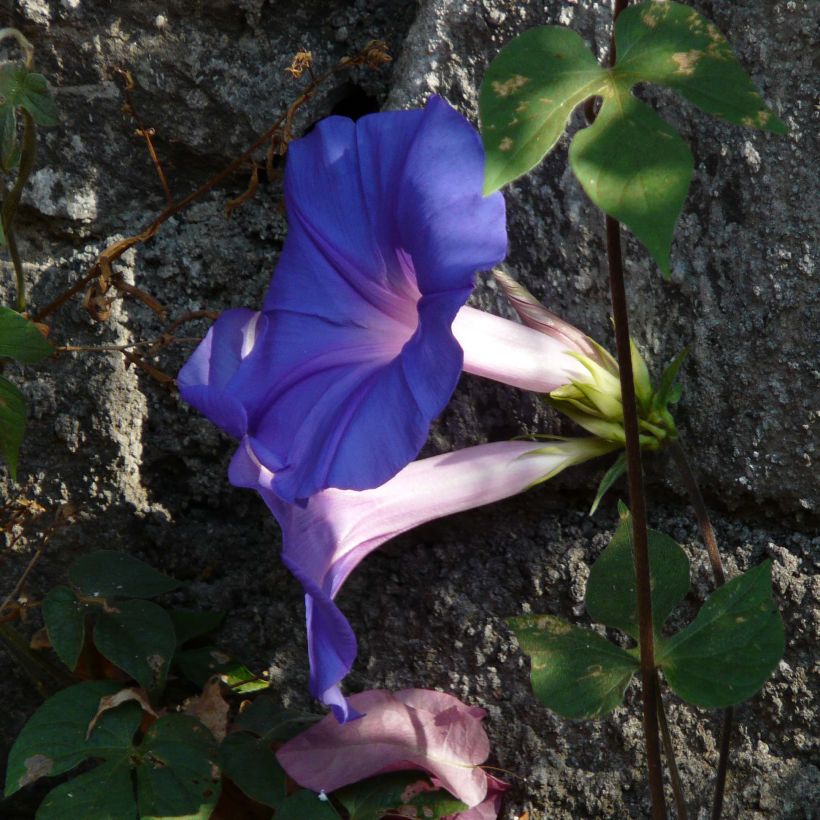 Ipomoea learii - Prunkwinde (Blüte)