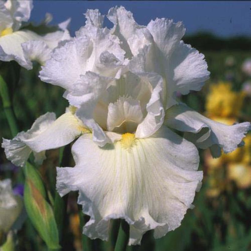 Iris Arctic Age - Schwertlilie (Blüte)