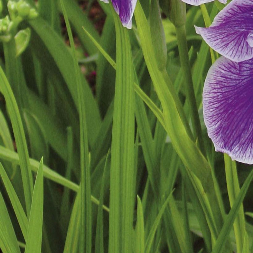 Iris ensata Crystal Halo - Japanische Schwertlilie (Laub)