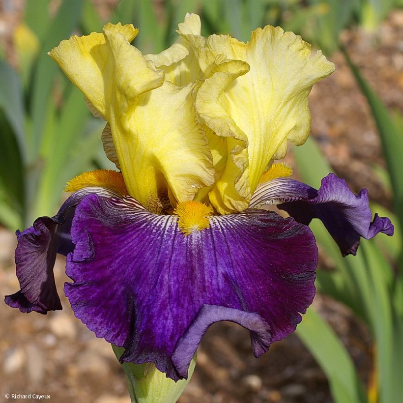 Iris Je Vole - Schwertlilie (Blüte)