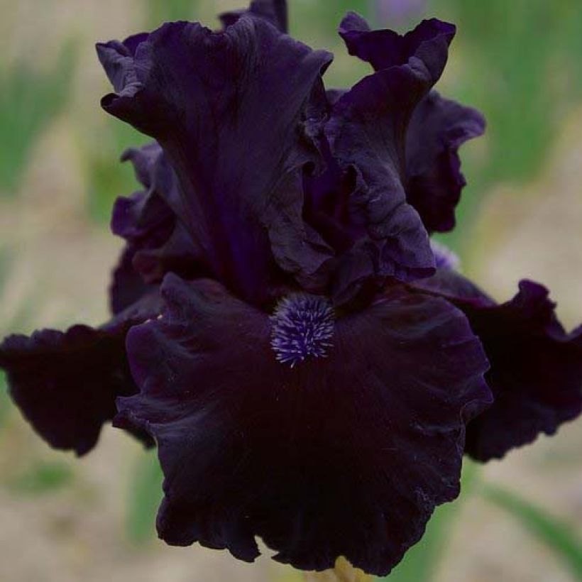 Iris Obsidian - Schwertlilie (Blüte)