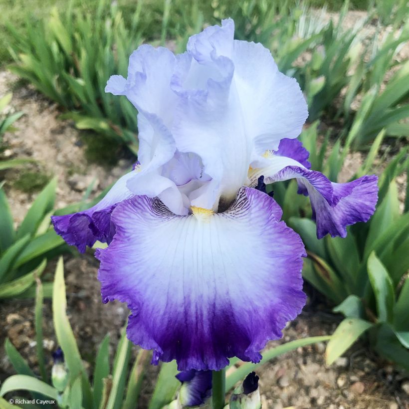 Iris Pastel Printanier - Schwertlilie (Blüte)