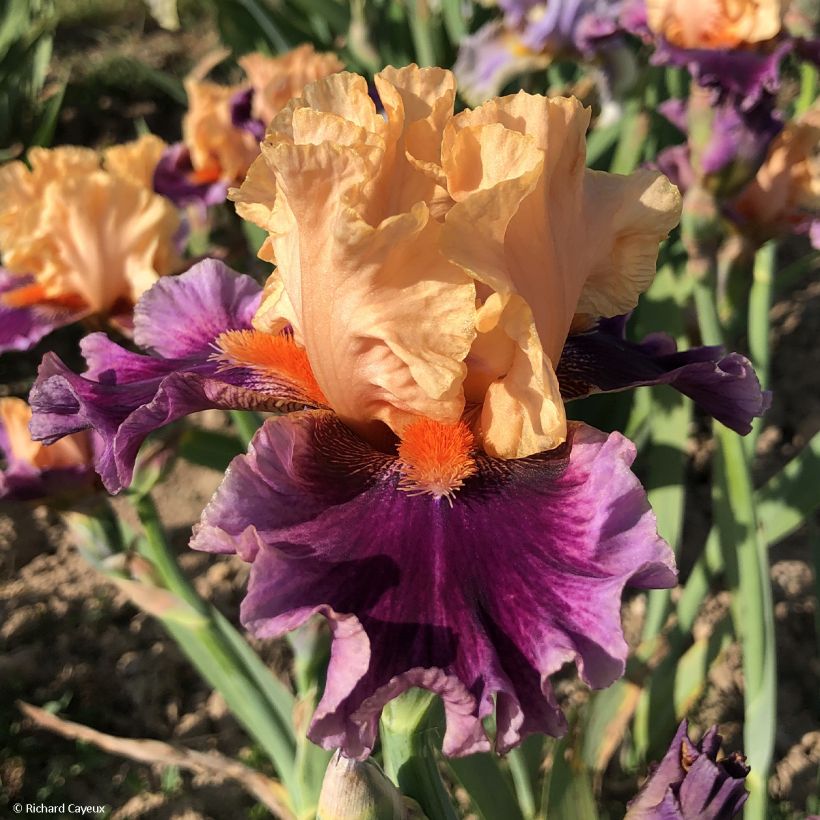 Iris So beau - Schwertlilie (Blüte)