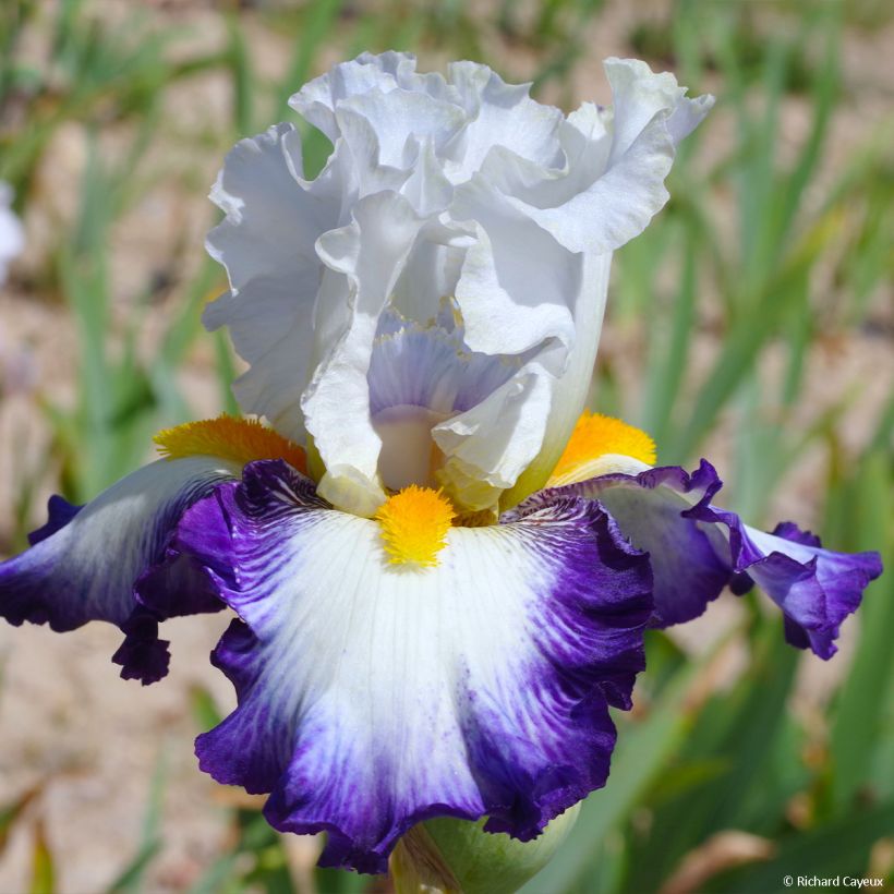 Iris Virgule - Schwertlilie (Blüte)