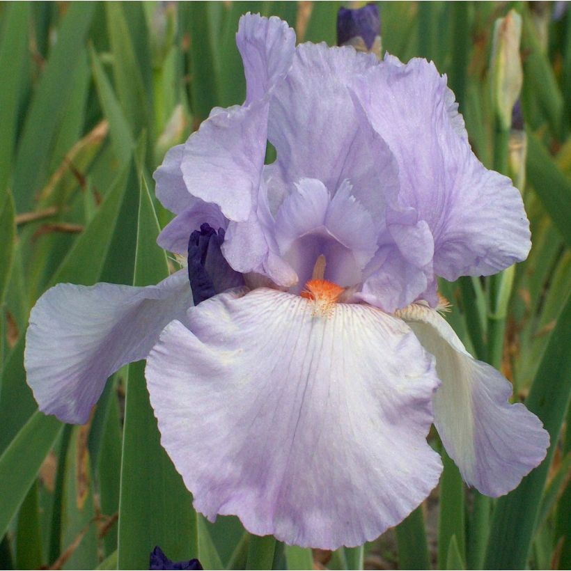 Iris Late Lilac - Schwertlilie (Blüte)