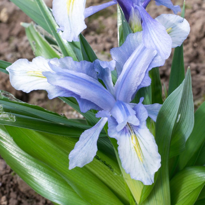 Iris aucheri - Aucher-Schwertlilie (Blüte)