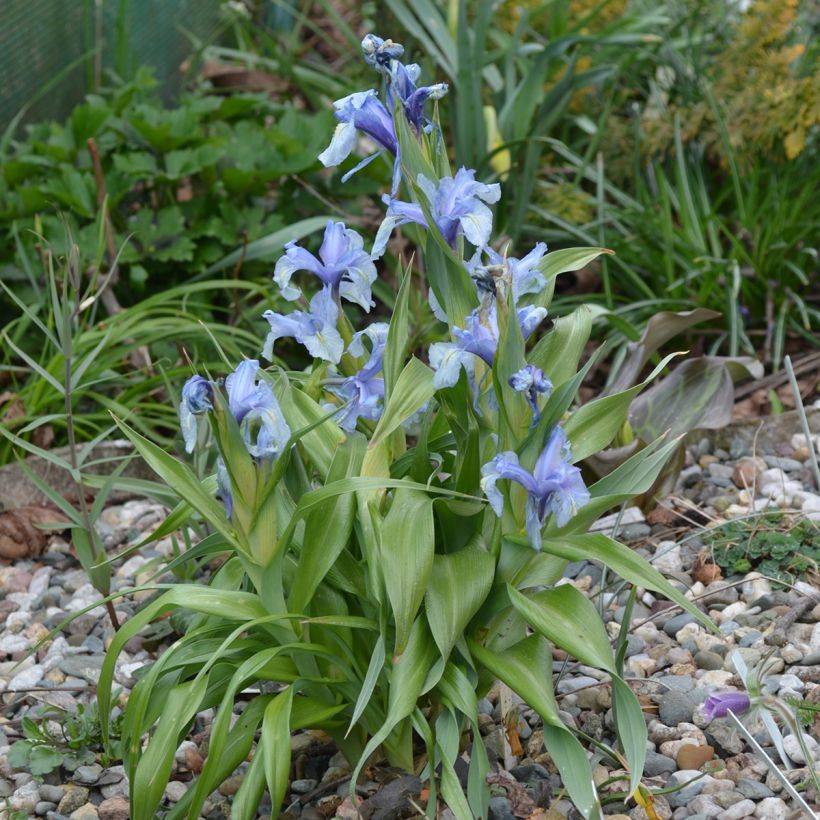 Iris aucheri - Aucher-Schwertlilie (Hafen)