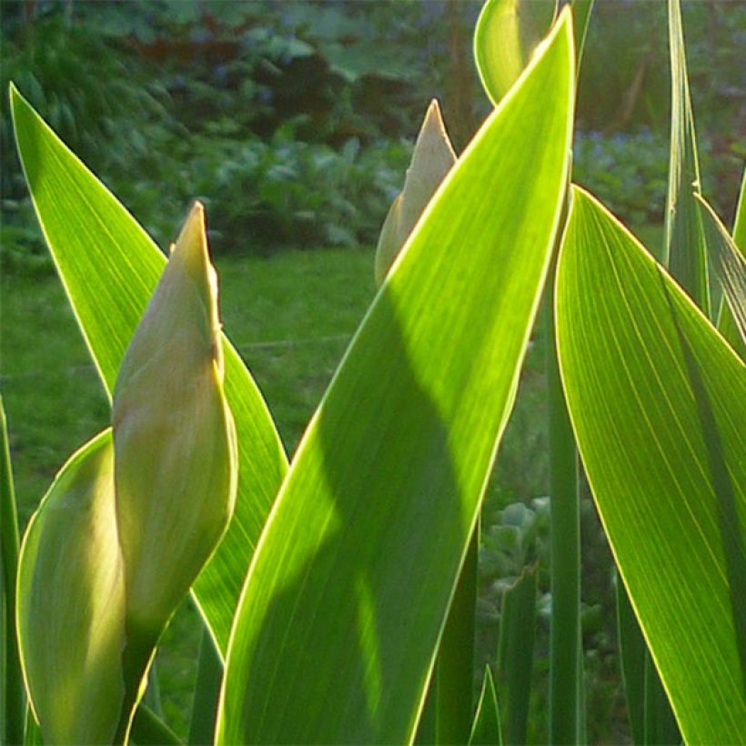 Iris Barbata-Media Bedtime Story - Mittelhohe Bart-Iris (Laub)