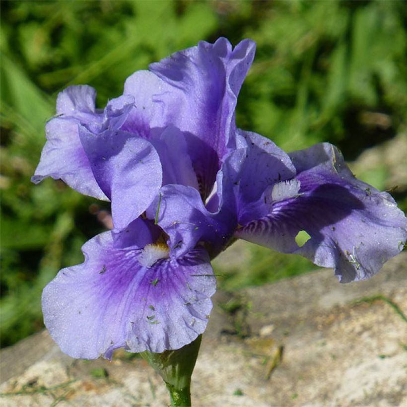 Iris Barbata-Media Bedtime Story - Mittelhohe Bart-Iris (Blüte)