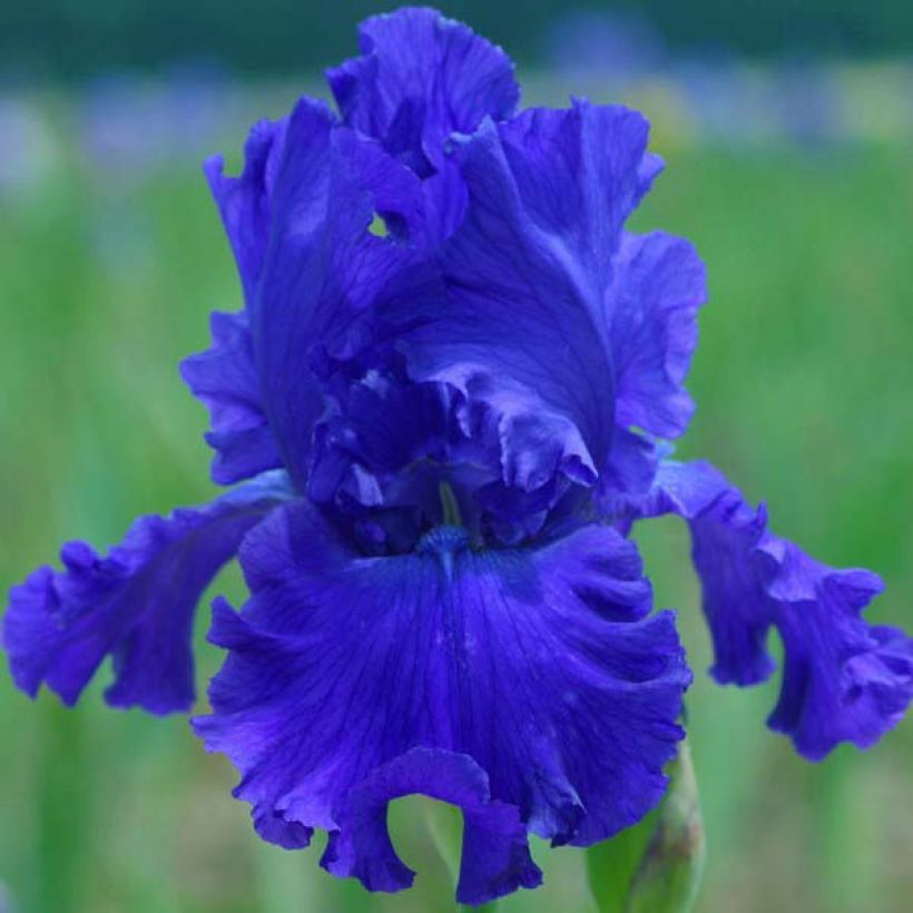 Iris Blue Crusader - Schwertlilie (Blüte)