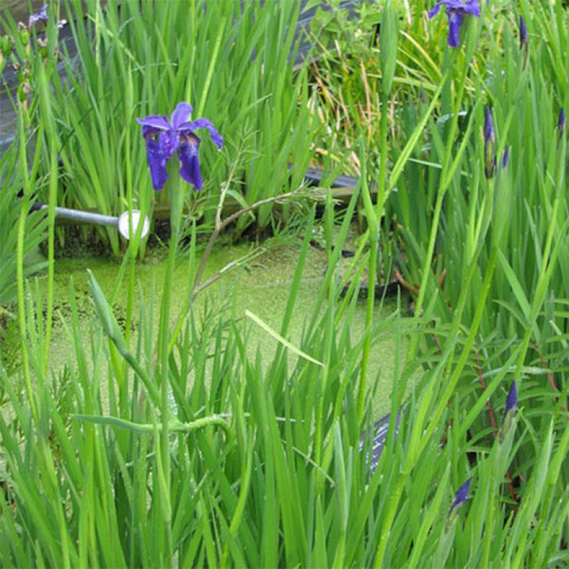 Iris bulleyana - Bulley-Schwertlilie (Hafen)