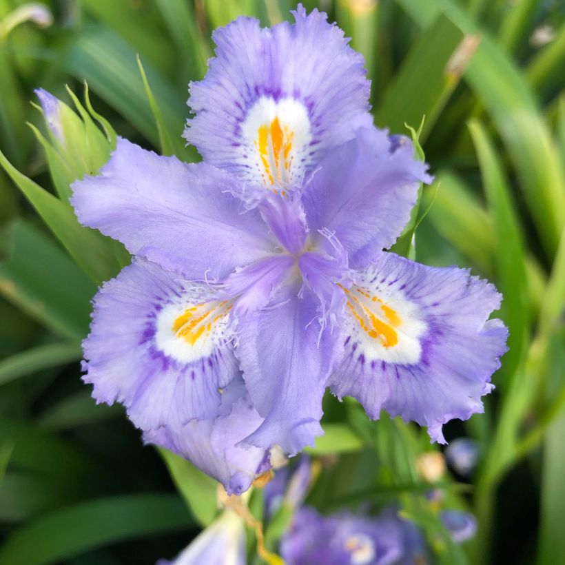 Iris confusa Martyn Rix - Bambusiris (Blüte)