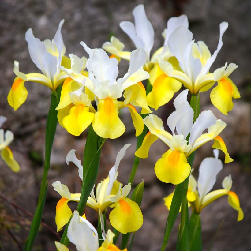 Iris hollandica Apollo - Holländische Schwertlilie (Blüte)