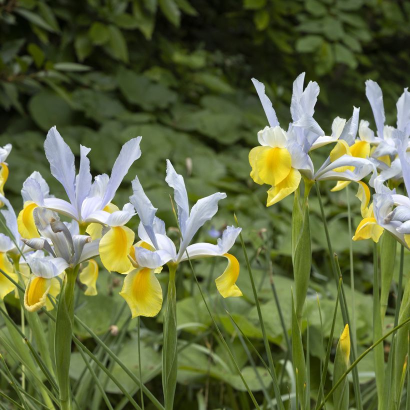 Iris hollandica Apollo - Holländische Schwertlilie (Hafen)