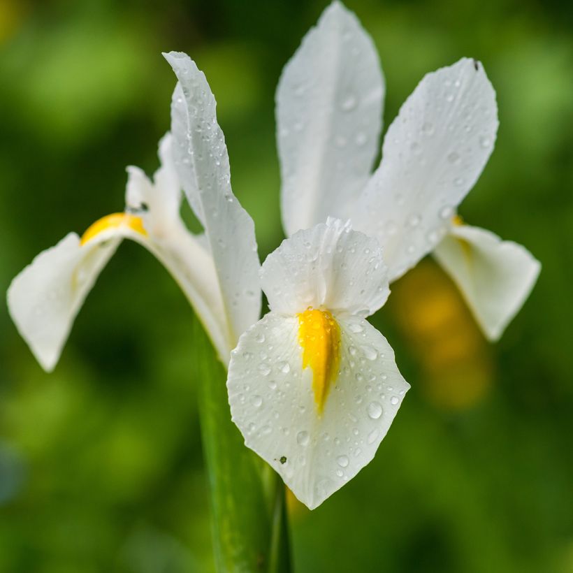 Iris hollandica White Excelsior - Holländische Schwertlilie (Blüte)